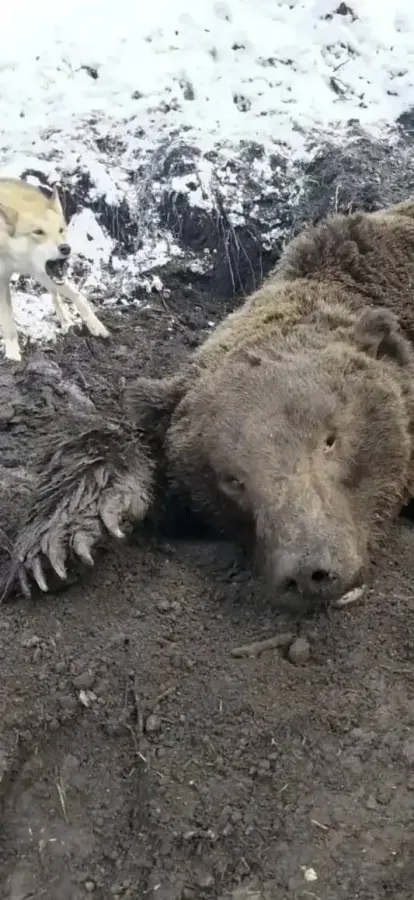 В Красноярском крае медведь убил одного из лучших охотников региона Виталия Елфимова